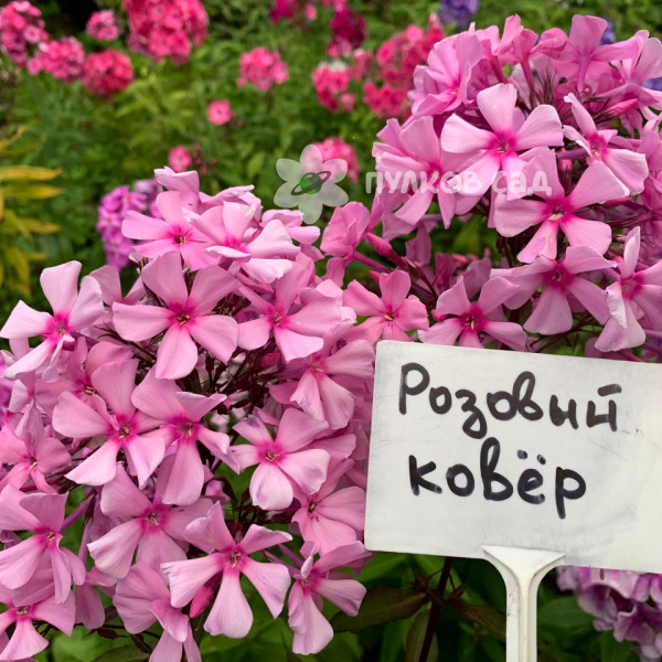 Розовый ковёр