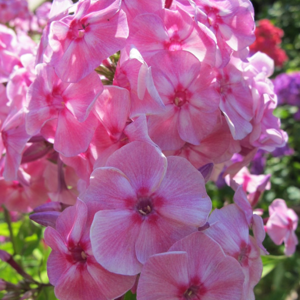 Розовый Шифон