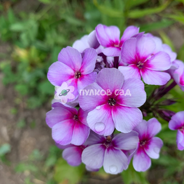 Свирли Бёрли