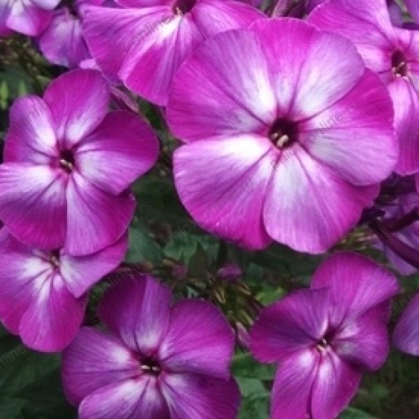 Танцующий Мим