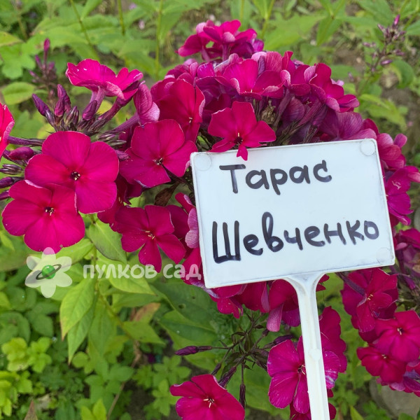 Тарас Шевченко