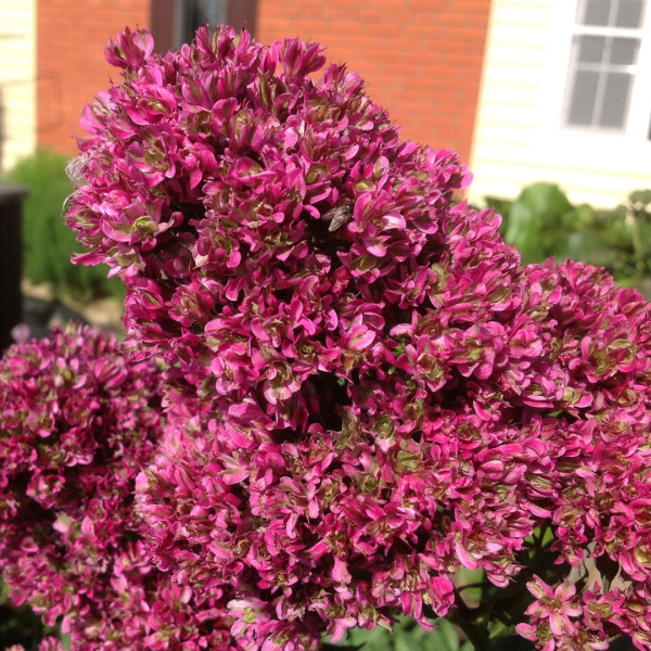 Фенси Филингс