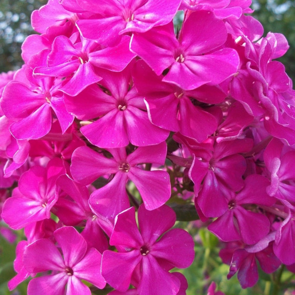 Фестивальный