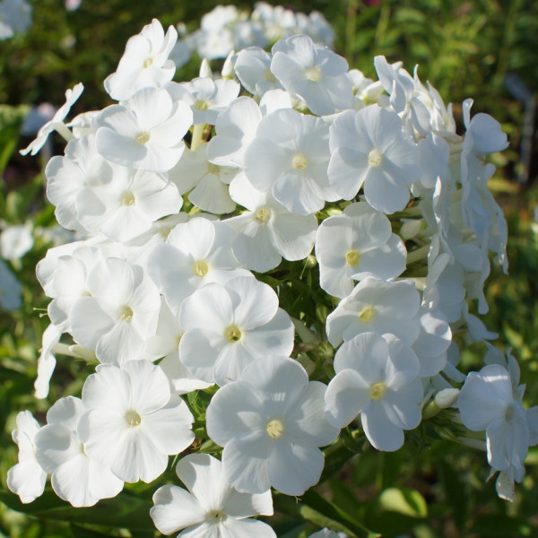 Юник Уайт
