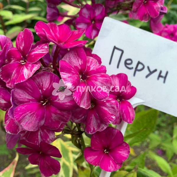 Перун