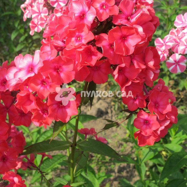 Николя Фламель