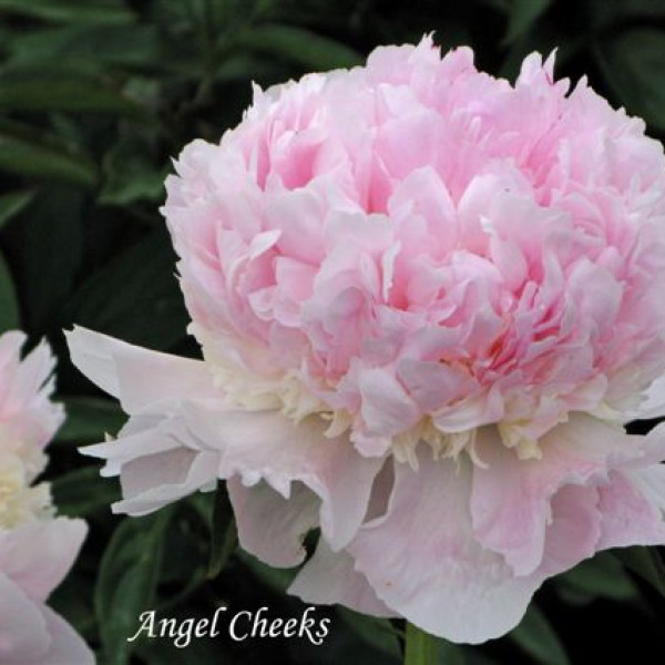 Angel Cheeks