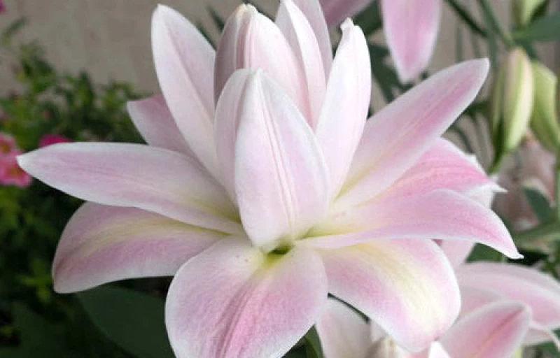 Lotus Breeze на Пулков Сад