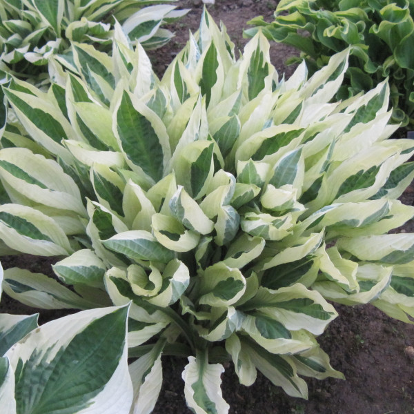 Yellow Polka Dot Bikini