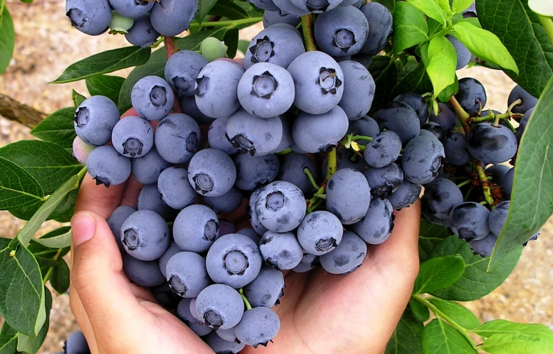 Блюкроп на Пулков Сад