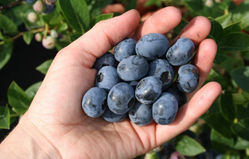 Патриот на Пулков Сад