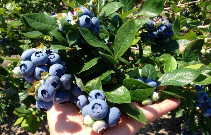 Ранкокас на Пулков Сад