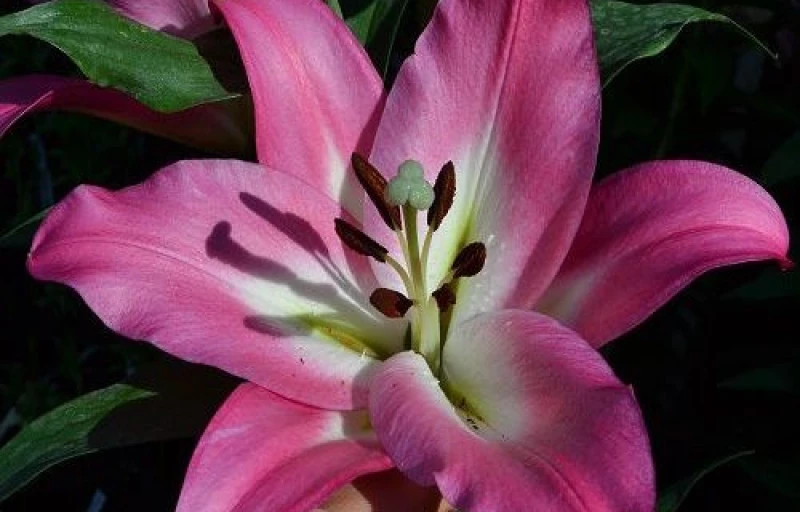 Brusago на Пулков Сад