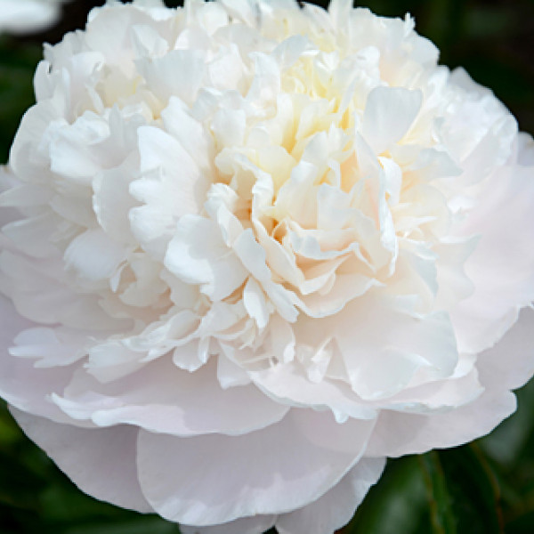 Camelia White