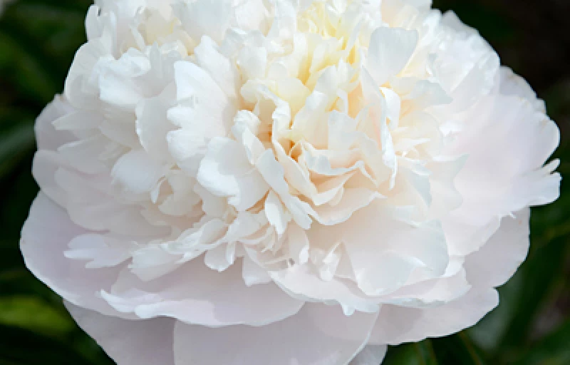 Camelia White на Пулков Сад