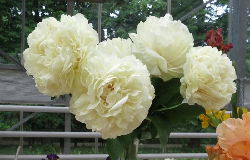 Blonde Vision на Пулков Сад