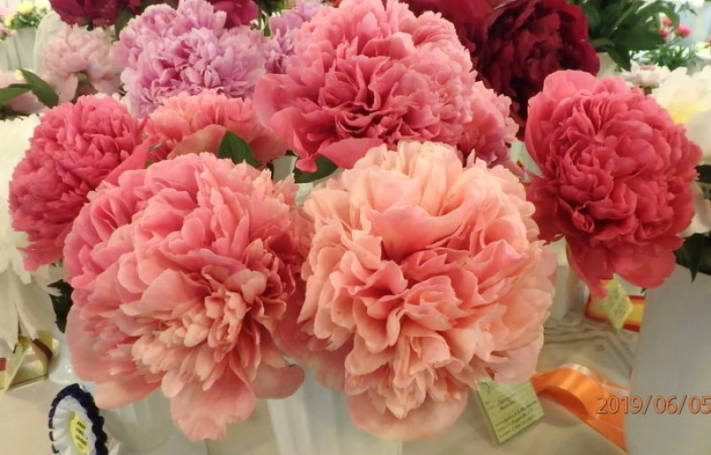 Glowing Raspberry Rose на Пулков Сад