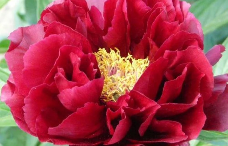 Red Glory на Пулков Сад