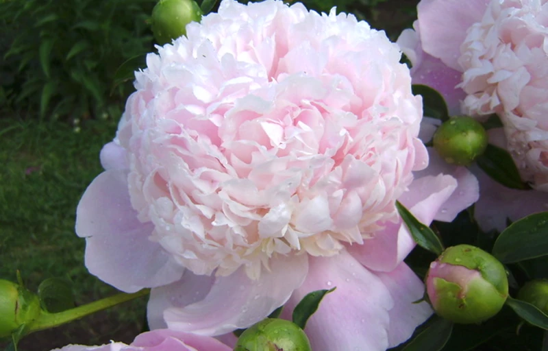 Sweet Sixteen (16) на Пулков Сад