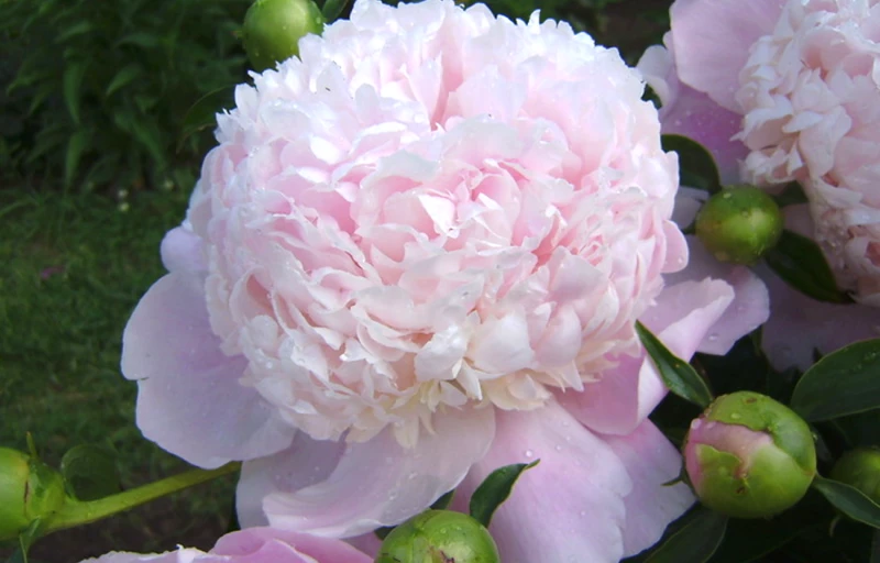 Sweet Sixteen (16) на Пулков Сад