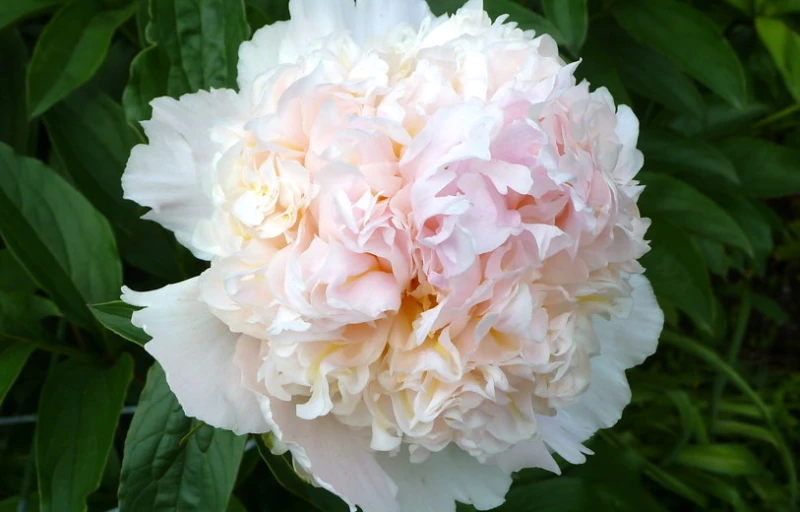 Top Brass на Пулков Сад