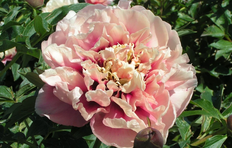 Caroline Constabel на Пулков Сад