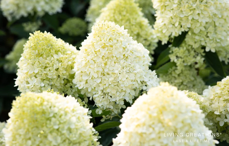 Cotton Cream на Пулков Сад