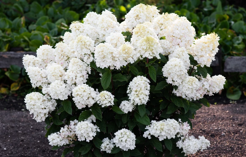 Little Blossom на Пулков Сад