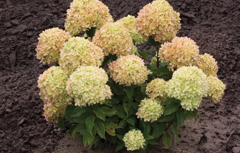 Little Lime на Пулков Сад