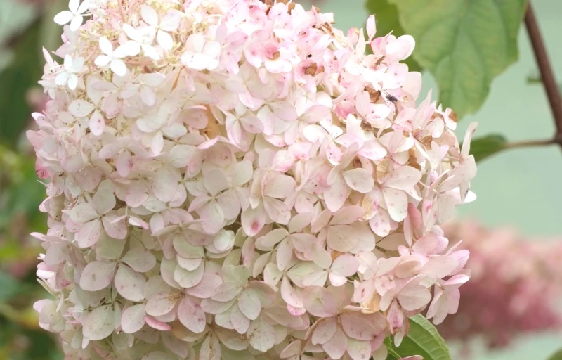 Phantom на Пулков Сад