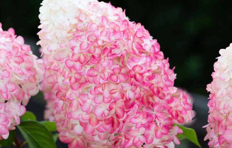 Pink & Rose на Пулков Сад