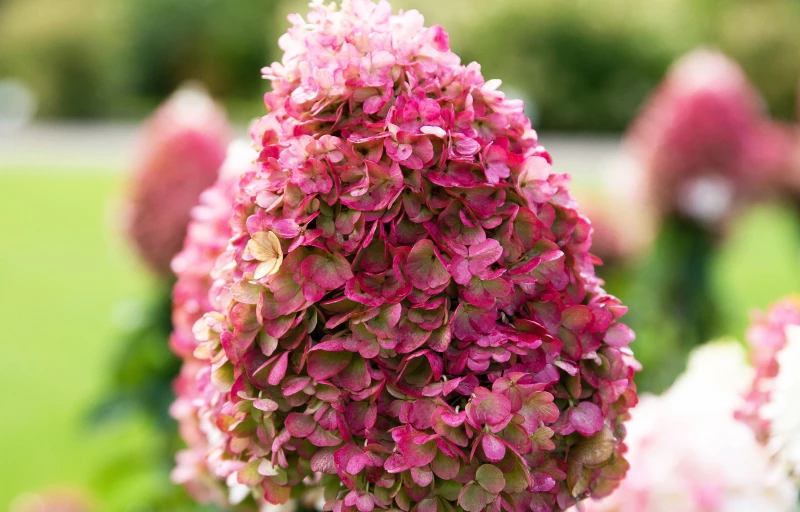 Pinky Promise на Пулков Сад