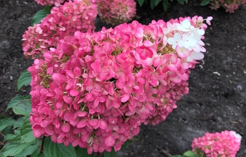 Strawberry Blossom на Пулков Сад