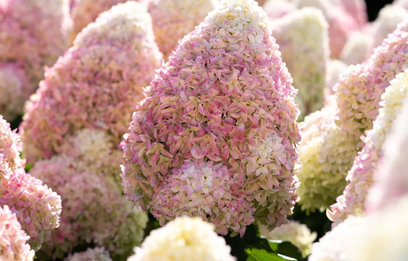 Summer Love на Пулков Сад