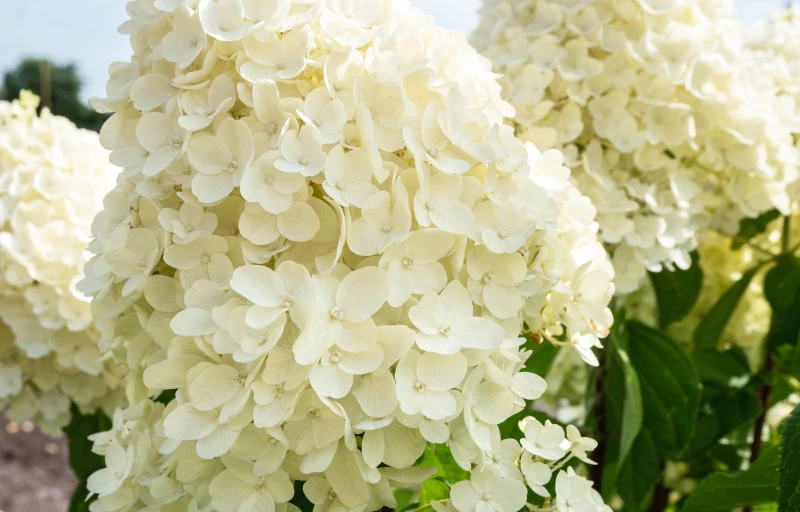 Summer Snow на Пулков Сад