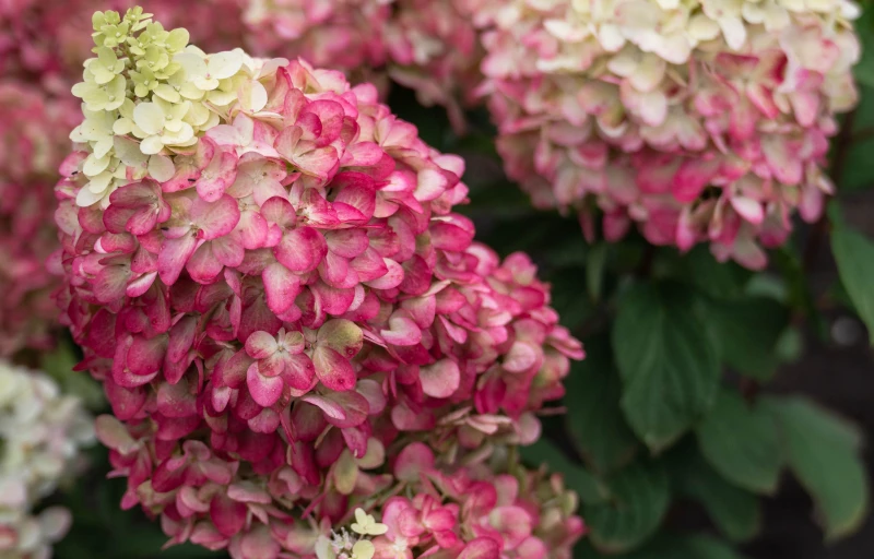 Colorful Cocktail на Пулков Сад