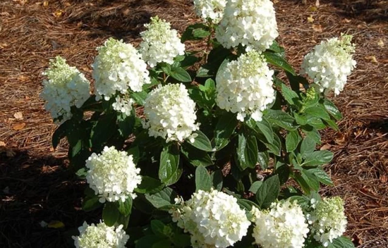 Baby Lace на Пулков Сад