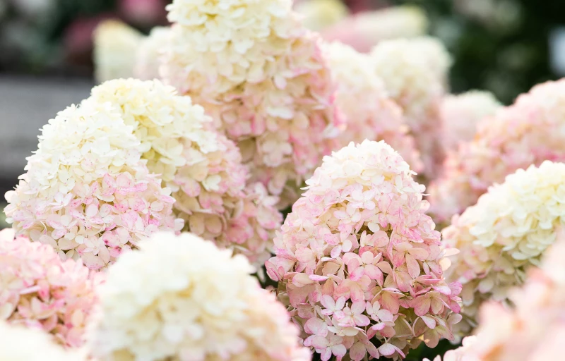 Raspberry Pink на Пулков Сад