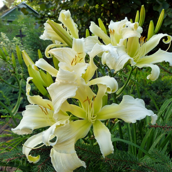 Heavenly Flight of Angels