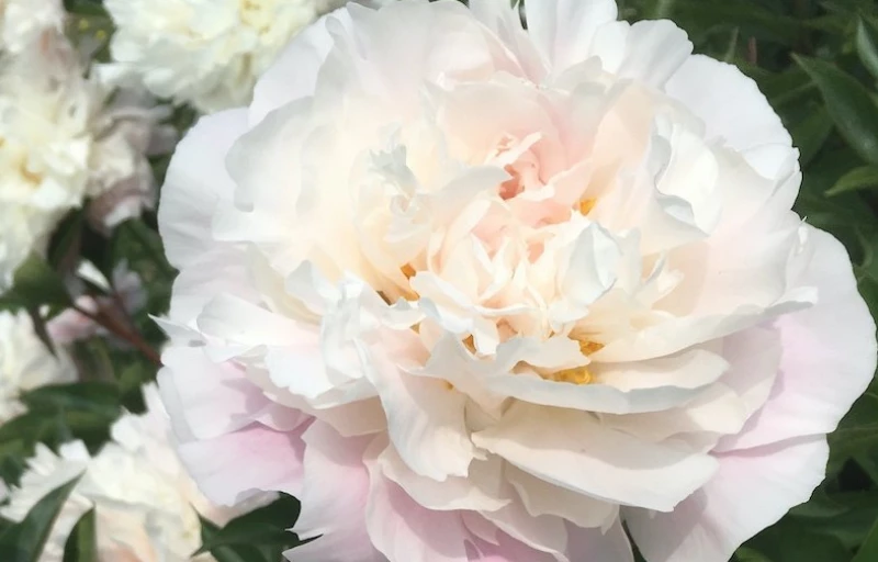 Catherina Fontijn на Пулков Сад