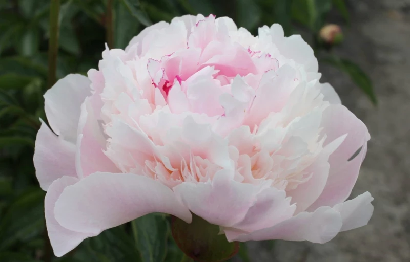 Alertie на Пулков Сад