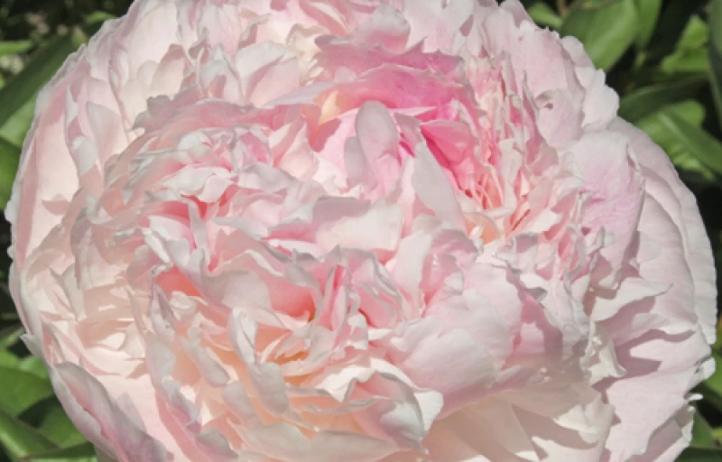 Chiffon Parfait на Пулков Сад