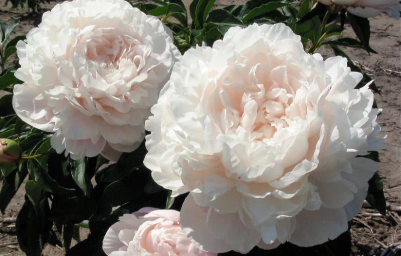 Nick Shaylor на Пулков Сад