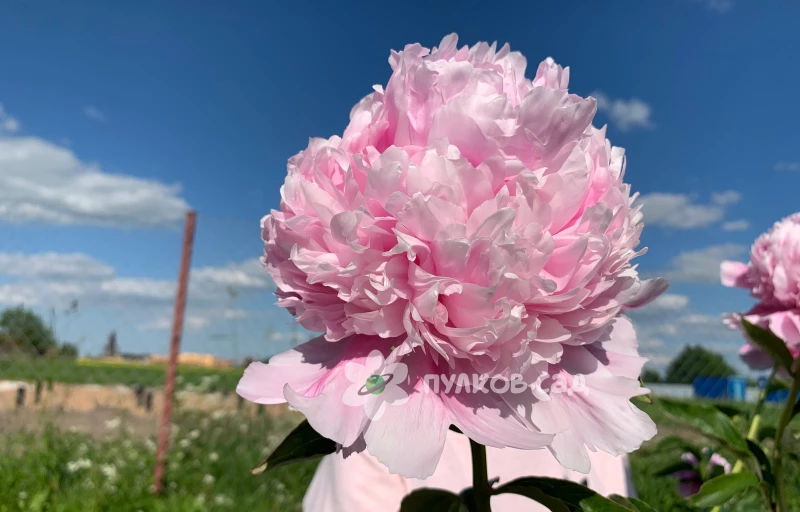 Mons. Jules Elie на Пулков Сад