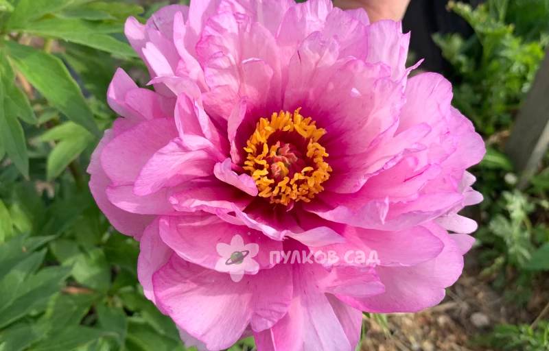 First Arrival на Пулков Сад