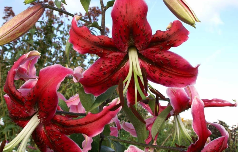 Miss Feya на Пулков Сад