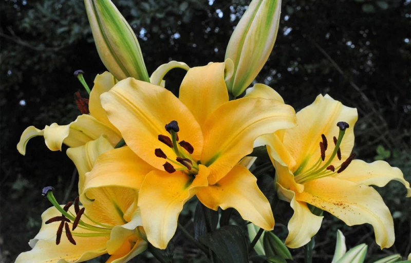 Corcovado на Пулков Сад