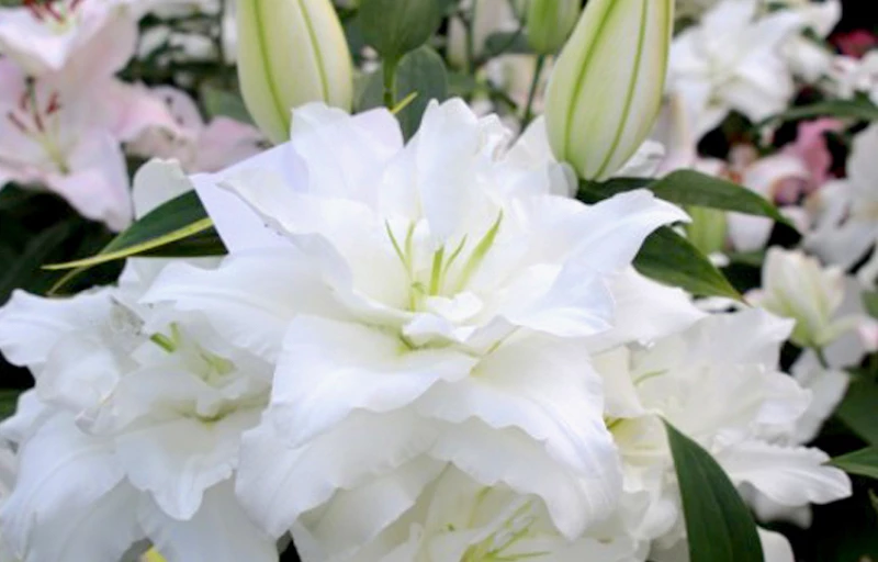 Chardonnay на Пулков Сад