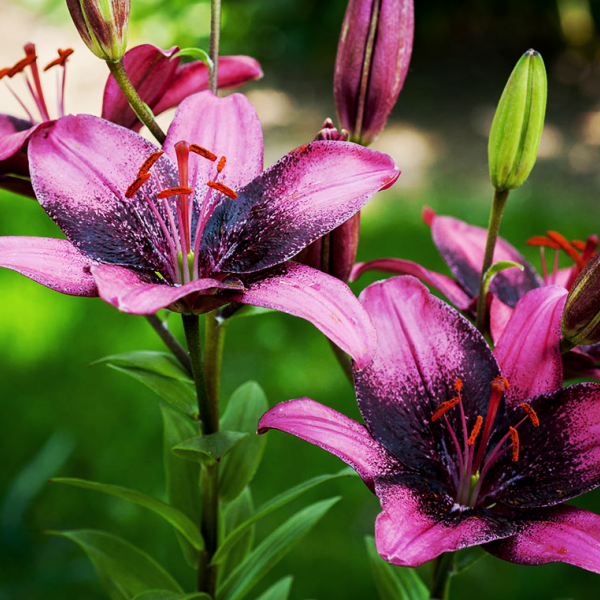 Purple Dream