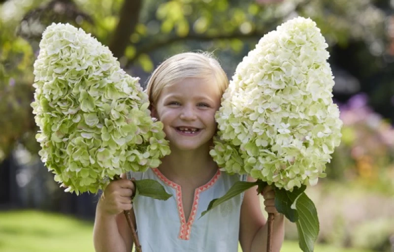 Hercules на Пулков Сад